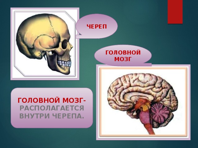 ЧЕРЕП ГОЛОВНОЙ МОЗГ ГОЛОВНОЙ МОЗГ- РАСПОЛАГАЕТСЯ ВНУТРИ ЧЕРЕПА.