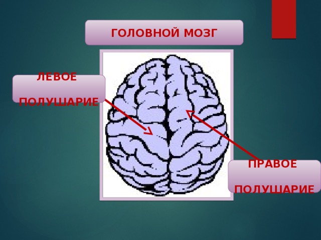 Взаимодействие полушарий. Взаимодействие полушарий мозга. Функции левого и правого полушария головного мозга. Асимметрия полушарий мозга. Комиссуры нервной системы.