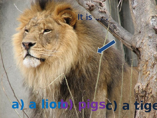 It is … . a) a lion b) pigs c) a tiger