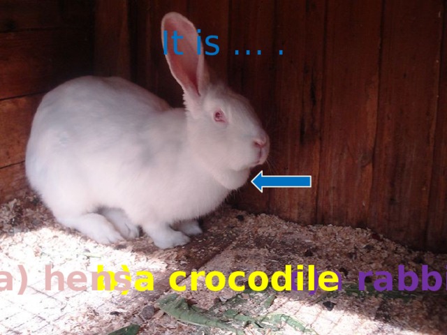 It is … . c)a rabbit b)a crocodile a) hens