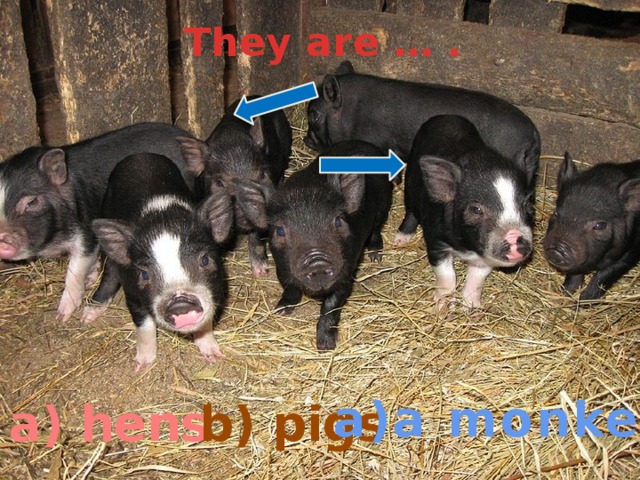 They are … . a)a monkey a) hens b) pigs