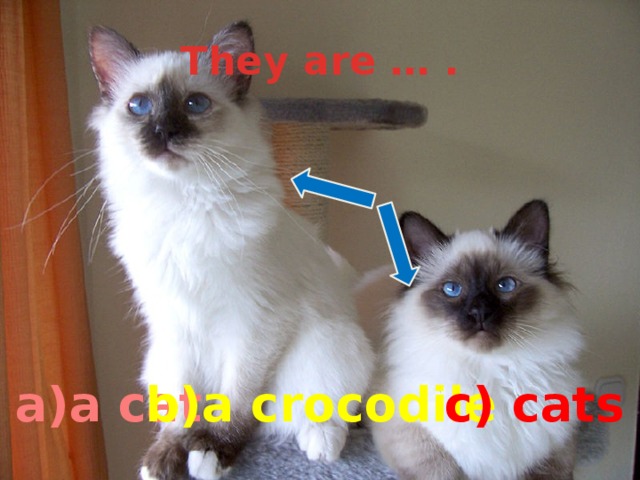 They are … . a)a cat b)a crocodile c) cats