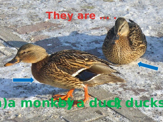 They are … . a)a monkey b) a duck c) ducks