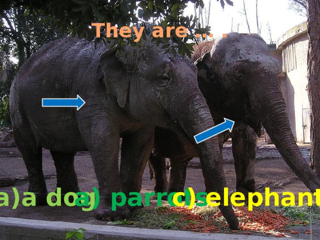 They are … . a)a dog  a) parrots c) elephants