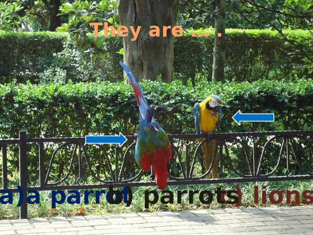 They are … .  c) lions  a)a parrot  b) parrots