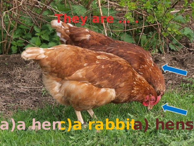 They are … .  c)a rabbit a) hens a)a hen