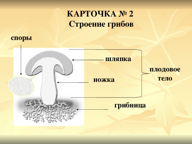 КАРТОЧКА № 2 Строение грибов споры шляпка плодовое тело ножка грибница