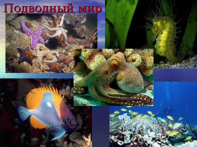 Подводный мир