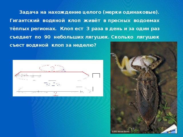 Задача на нахождение целого (мерки одинаковые). Гигантский водяной клоп живёт в пресных водоемах тёплых регионах. Клоп ест 3 раза в день и за один раз съедает по 90 небольших лягушек. Сколько лягушек съест водяной клоп за неделю?