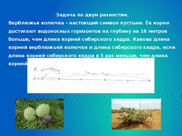 Задача по двум разностям. Верблюжья колючка - настоящий символ пустыни. Ёе корни достигают водоносных горизонтов на глубину на 16 метров больше, чем длина корней сибирского кедра. Какова длина корней верблюжьей колючки и длина сибирского кедра, если длина корней сибирского кедра в 5 раз меньше, чем длина корней верблюжьей колючки?