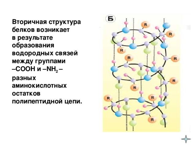 Вторичная структура белков возникает  в результате образования водородных связей между группами  – COOH и –NH 2 – разных аминокислотных остатков полипептидной цепи.