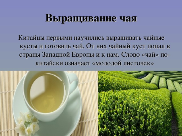 Выращивание чая Китайцы первыми научились выращивать чайные кусты и готовить чай. От них чайный куст попал в страны Западной Европы и к нам. Слово «чай» по-китайски означает «молодой листочек»