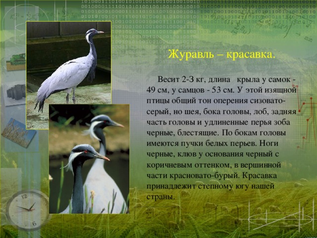 Журавль – красавка.   Весит 2-З кг, длина крыла у самок - 49 см, у самцов - 53 см. У этой изящной птицы общий тон оперения сизовато-серый, но шея, бока головы, лоб, задняя часть головы и удлиненные перья зоба черные, блестящие. По бокам головы имеются пучки белых перьев. Ноги черные, клюв у основания черный с коричневым оттенком, в вершинной части красновато-бурый. Красавка принадлежит степному югу нашей страны. 