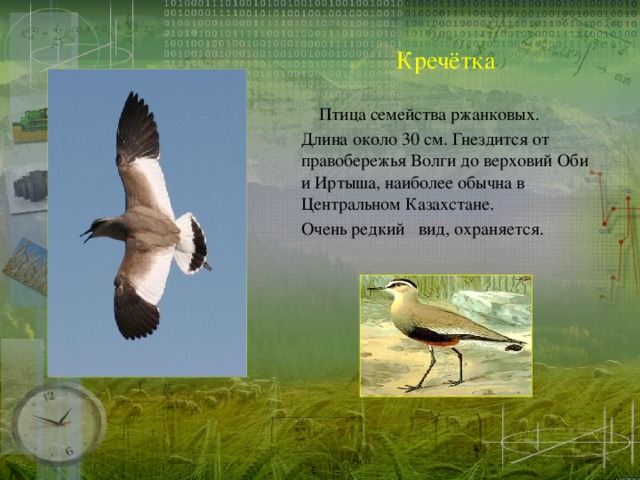 Кречётка  Птица семейства ржанковых.  Длина около 30 см. Гнездится от правобережья Волги до верховий Оби и Иртыша, наиболее обычна в Центральном Казахстане. Очень редкий  вид, охраняется.