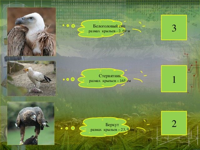 3 Белоголовый сип размах крыльев - 2, 69 м 1 Стервятник размах крыльев – 165 см 2 Беркут размах крыльев – 23, 9 дм