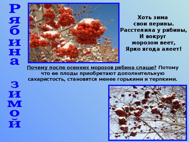 Хоть зима свои перины.  Расстелила у рябины,  И вокруг морозом веет,  Ярко ягода алеет! Почему после осенних морозов рябина слаще? Потому что ее плоды приобретают дополнительную сахаристость, становятся менее горькими и терпкими.