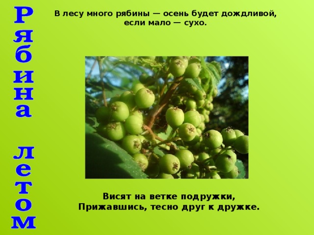 В лесу много рябины — осень будет дождливой, если мало — сухо. Висят на ветке подружки, Прижавшись, тесно друг к дружке.