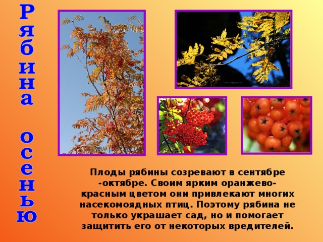 Плоды рябины созревают в сентябре -октябре. Своим ярким оранжево-красным цветом они привлекают многих насекомоядных птиц. Поэтому рябина не только украшает сад, но и помогает защитить его от некоторых вредителей.