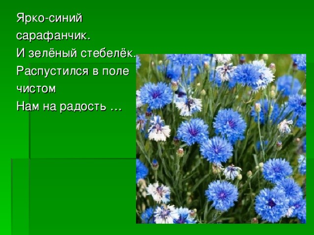 Ярко-синий сарафанчик. И зелёный стебелёк. Распустился в поле чистом Нам на радость …  