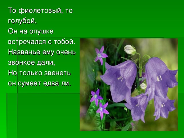 То фиолетовый, то голубой, Он на опушке встречался с тобой. Названье ему очень звонкое дали, Но только звенеть он сумеет едва ли. 