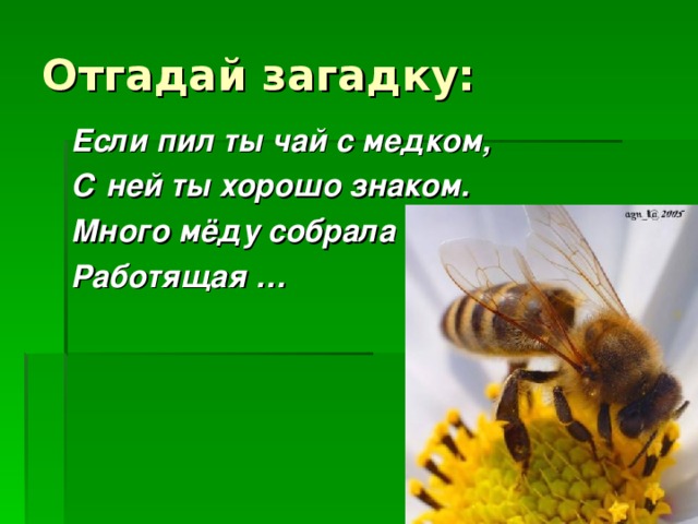 Отгадай загадку: Если пил ты чай с медком, С ней ты хорошо знаком. Много мёду собрала Работящая …