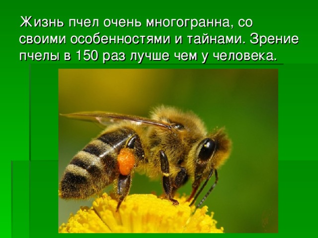 Жизнь пчел очень многогранна, со своими особенностями и тайнами. Зрение пчелы в 150 раз лучше чем у человека.