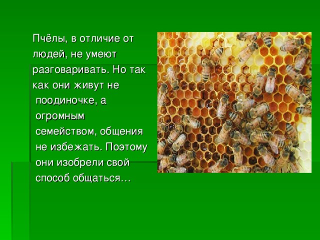 Пчёлы, в отличие от людей, не умеют разговаривать. Но так как они живут не  поодиночке, а  огромным  семейством, общения  не избежать. Поэтому  они изобрели свой  способ общаться… 