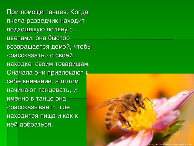 При помощи танцев. Когда пчела-разведчик находит подходящую поляну с цветами, она быстро возвращается домой, чтобы «рассказать» о своей находке  своим товарищам. Сначала они привлекают к себе внимание, а потом начинают танцевать, и именно в танце она «рассказывает», где находится пища и как к ней добраться.