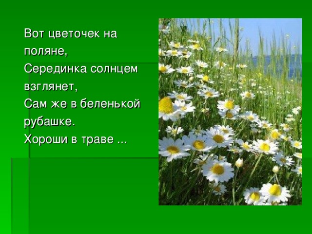 Вот цветочек на поляне, Серединка солнцем взглянет, Сам же в беленькой рубашке. Хороши в траве ...