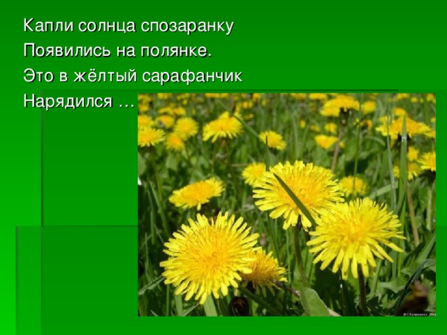 Капли солнца спозаранку Появились на полянке. Это в жёлтый сарафанчик Нарядился …