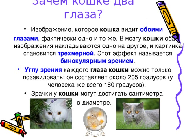 Зачем кошке два глаза? Изображение, которое кошка видит обоими глазами , фактически одно и то же. В мозгу кошки оба изображения накладываются одно на другое, и картинка становится трехмерной . Этот эффект называется бинокулярным зрением . Углу зрения каждого глаза кошки можно только позавидовать: он составляет около 205 градусов (у человека же всего 180 градусов). Зрачки у кошки могут достигать сантиметра в диаметре.
