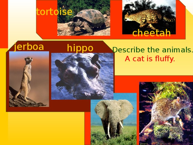 tortoise cheetah jerboa hippo Describe the animals. A cat is fluffy.