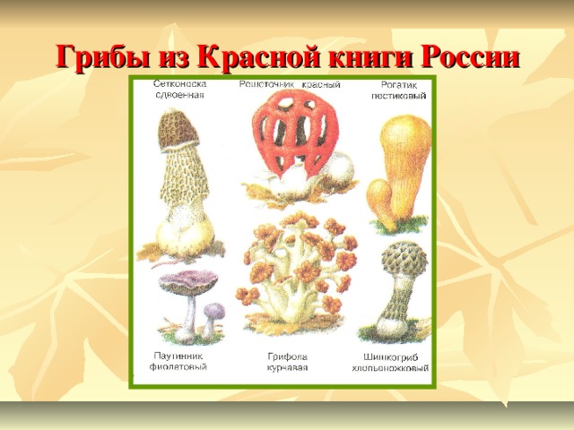 Грибы из Красной книги России