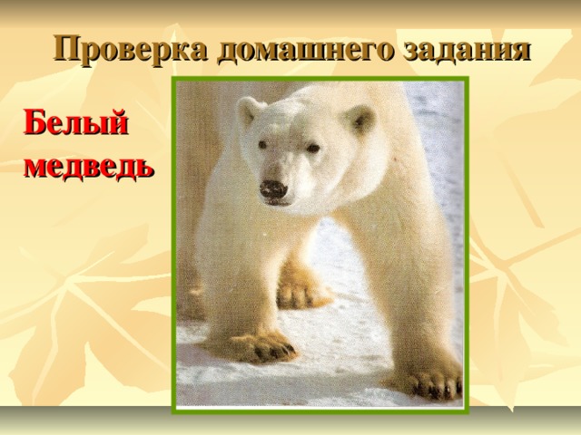 Проверка домашнего задания Белый медведь