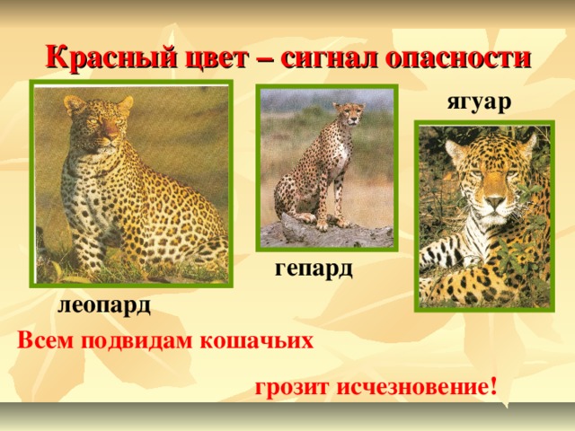 Красный цвет – сигнал опасности ягуар гепард леопард Всем подвидам кошачьих  грозит исчезновение!