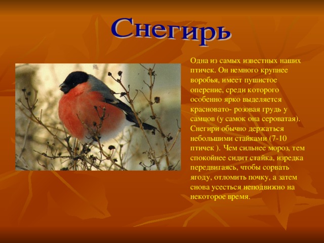 Одна из самых известных наших птичек. Он немного крупнее воробья, имеет пушистое оперение, среди которого особенно ярко выделяется красновато- розовая грудь у самцов (у самок она сероватая). Снегири обычно держаться небольшими стайками (7-10 птичек ). Чем сильнее мороз, тем спокойнее сидит стайка, изредка передвигаясь, чтобы сорвать ягоду, отломить почку, а затем снова усесться неподвижно на некоторое время.