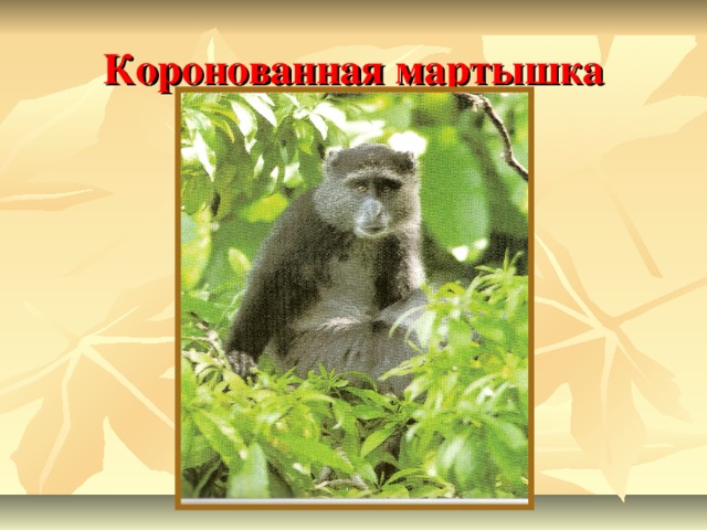 Коронованная мартышка