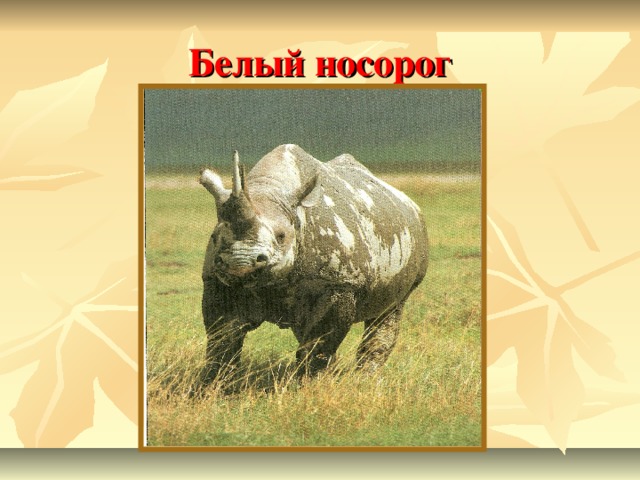 Белый носорог