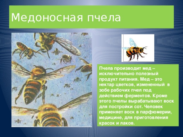 Медоносная пчела Пчела производит мед – исключительно полезный продукт питания. Мед – это нектар цветков, измененный в зобе рабочих пчел под действием ферментов. Кроме этого пчелы вырабатывают воск для постройки сот. Человек применяет воск в парфюмерии, медицине, для приготовления красок и лаков.