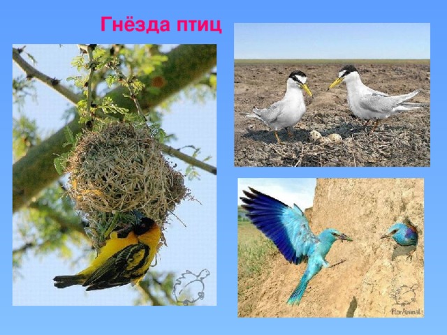 Гнезда птиц фото и названия для детей