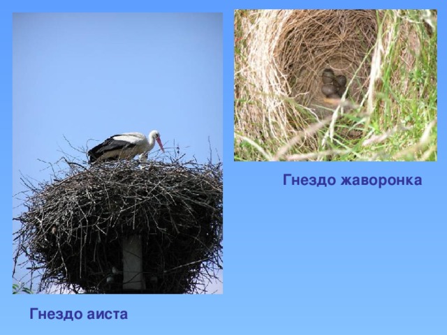 Гнездо жаворонка Гнездо аиста