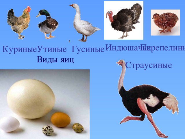 Перепелиные Индюшачьи Гусиные Утиные Куриные Виды яиц Страусиные