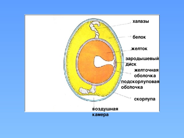 халазы белок желток зародышевый диск желточная оболочка подскорлуповая оболочка скорлупа воздушная камера