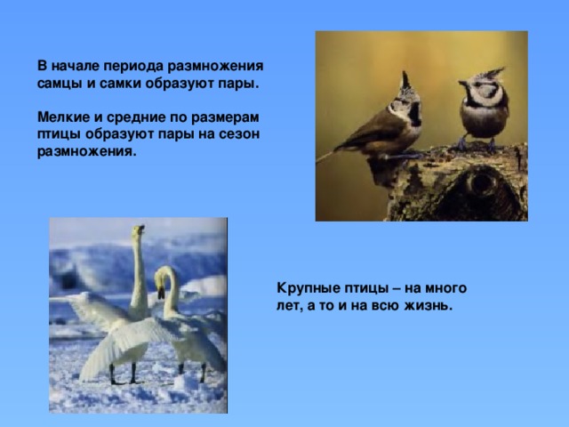 В начале периода размножения самцы и самки образуют пары.  Мелкие и средние по размерам птицы образуют пары на сезон размножения. Крупные птицы – на много лет, а то и на всю жизнь.