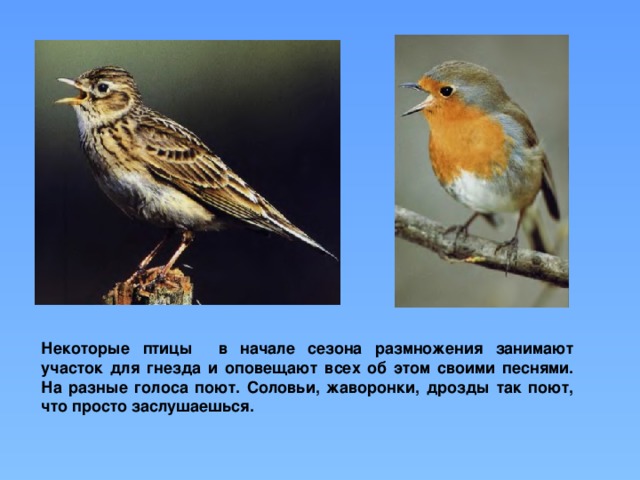 Некоторые птицы в начале сезона размножения занимают участок для гнезда и оповещают всех об этом своими песнями. На разные голоса поют. Соловьи, жаворонки, дрозды так поют, что просто заслушаешься.