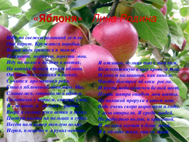 «Яблоня» Лина Родина Иду  по свежевспаханной земле.  Она парит. Кружатся воробьи. Босые ноги греются в  тепле, Тускнеют, меркнут, горести мои. Иду по полю к яблоне в цветах, На ветках белым пухом облака. От запаха пульсация в висках, Сочится  ароматная река. Ствол яблоневый обнимаю. Мы, Сливаемся, становимся одним. Сплетаясь с корнем, спаяны умы,  Я - человек, и  яблоня -  равны. Вверх к солнцу руки ветки я тяну. Цветут цветы на пальцах и губах. Несёт нам ветер теплую волну, Играя, плещется  в руках-ветвях.  Я оживаю, солнце пью с теплом, Божественную влагу кровь земли.  И соком наливаюсь, как вином, Чтобы быстрее яблоки  росли. И пусть недолговечен белый цвет, Пусть завтра опадут мои цветы. Но никакой прорухи в этом нет, Ведь очень скоро вырастут плоды. Глаза открыла. Я среди людей, Но радостью полна, и красотой. И музыка звучит в душе моей, Я в яблоне живу, она со мной.