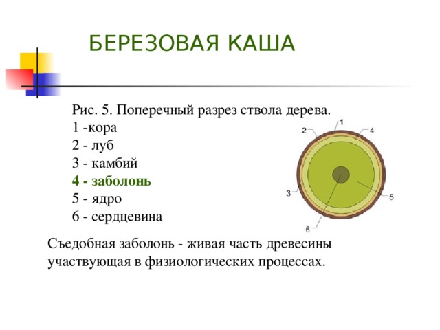 Березовая каша картинки