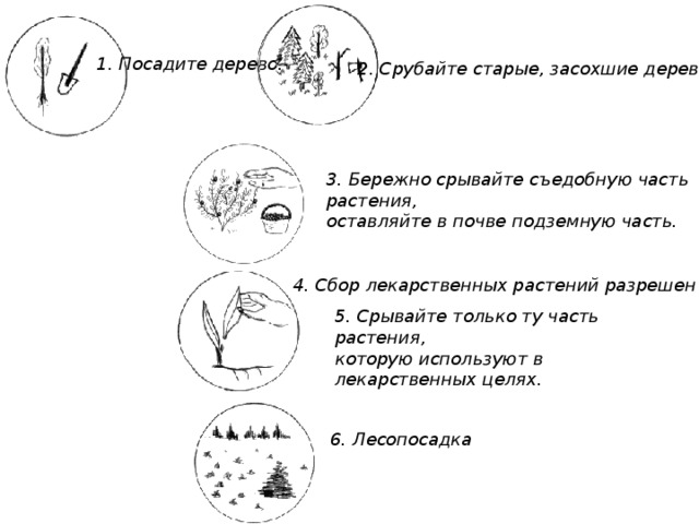 Растения очень много дают человеку. А что может человек дать растениям?  Какие действия должен совершать человек, чтобы наша планета была богата кислородом? Чтобы кислорода на нашей планете было достаточно, человек должен.......