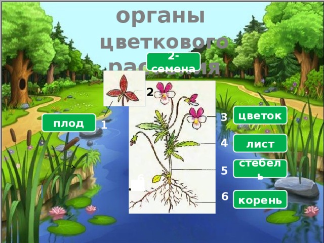 Назовите органы  цветкового растения 2-семена  2 цветок 3 плод 1 лист 4 стебель 5 6 6 корень