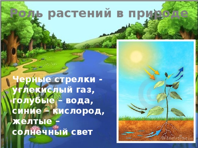 Роль растений в природе Какой процесс изображен на картинке? Что обозначено стрелками разного цвета? В чем заключается роль этого процесса для атмосферы Земли? Какие вещества образуются и откладываются в растениях? Черные стрелки - углекислый газ, голубые – вода, синие – кислород, желтые – солнечный свет